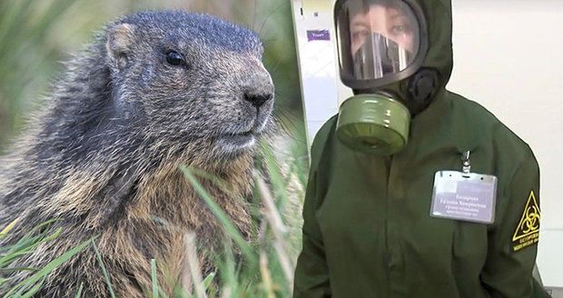 Dýmějový mor zabil rodiče čtyř dětí, kteří snědli ledvinu sviště. Zemřeli na dovolené