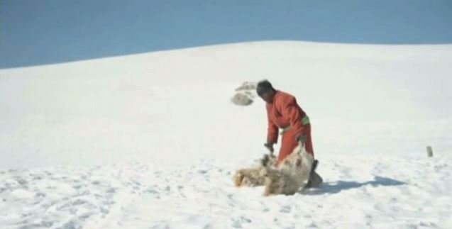 Mimořádně chladné počasí v Mongolsku si vyžádalo životy už 40 tisíc kusů dobytka.