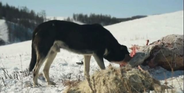 Mimořádně chladné počasí v Mongolsku si vyžádalo životy už 40 tisíc kusů dobytka.