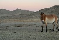 Pražská zoo posílá do Mongolska další 4 koně Převalského