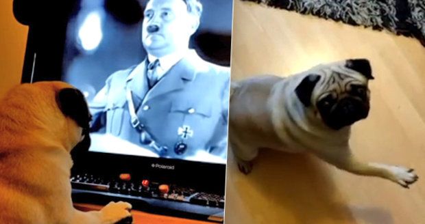 Muž naučil psa nacistický pozdrav a video zveřejnil na internetu: Teď čelí policejnímu stíhání