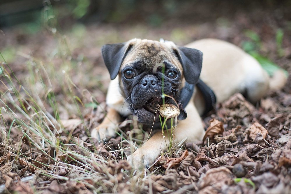 Mops nebo prasátko: Pes, který se dorozumívá chrochtáním