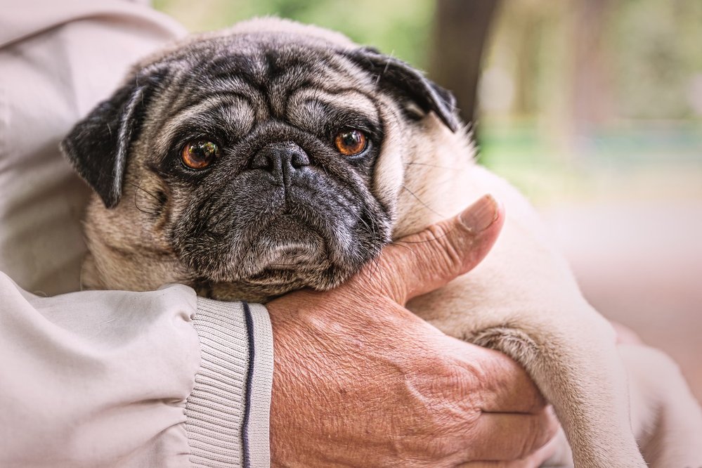 Mops nebo prasátko: Pes, který se dorozumívá chrochtáním