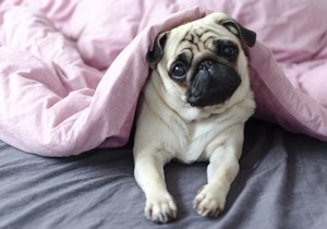Mops, skvělý parťák do bytu.