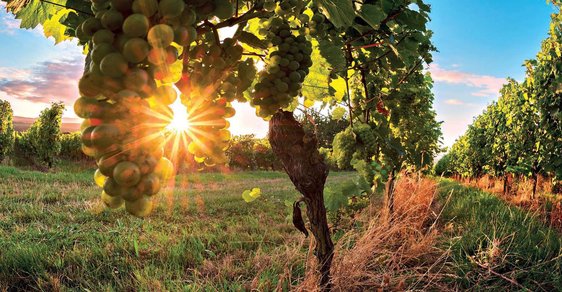 Cyklostezky mezi moravskými vinohrady jsou ideálním cílem pro milovníky vína i sportu