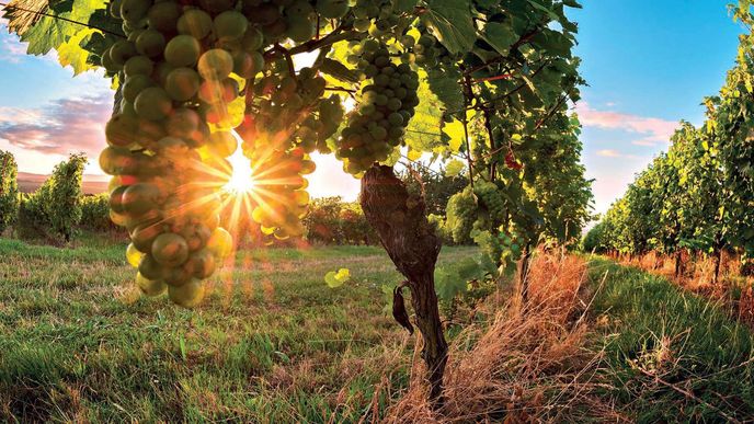Cyklostezky mezi moravskými vinohrady jsou ideálním výletem pro milovníky vína i sportu