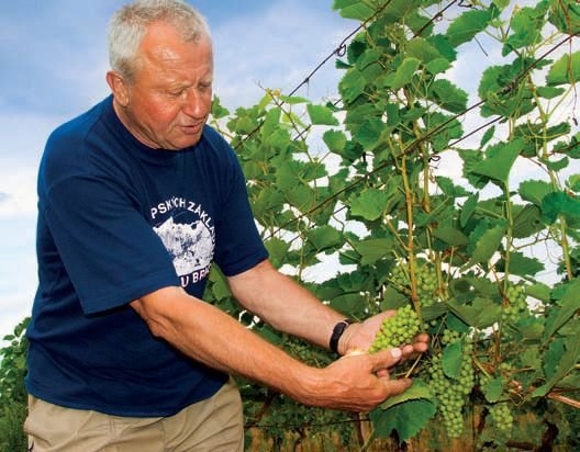 Vinaři vyčíslili škodu za jarní mrazy, které postihly vinice koncem dubna, zhruba na půl miliardy korun.