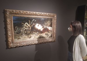 Slavný Rubensův obraz Hlava Medusy z 1. čtvrtiny 17. století je po světovém turné a koronavirové pauze opět k vidění v brněnském Místodržitelském paláci v rámci výstavy Brno – předměstí Vídně.