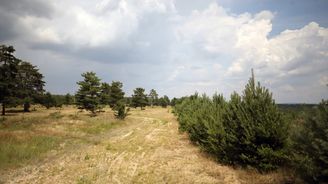 Že nemáme v Česku poušť? Moravská Sahara vás přesvědčí o opaku Že nemáme v Česku poušť? Moravská Sahara vás přesvědčí o opaku