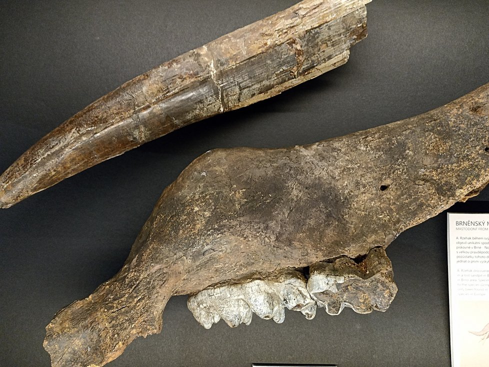 K vidění je i spodní čelist mastodonta z třetihor. Předchůdce slona žil na Zemi před 17 a půl miliony let.