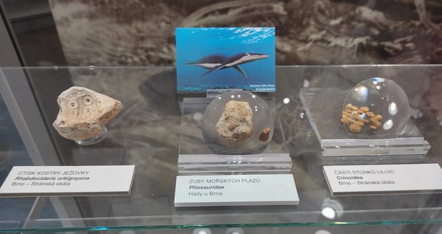 Vzácný nález z druhohor - zuby mořských plazů, nalezli historici u Brna.