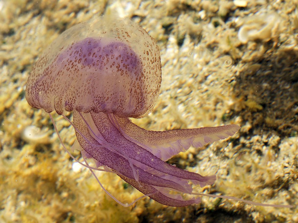 Medúza Pelagia noctiluca