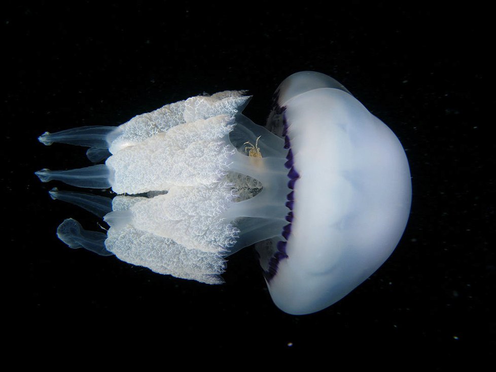 Medúza Rhizostoma pulmo