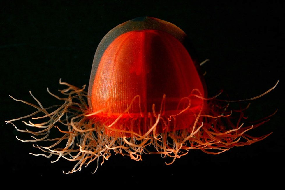 Medúza Crossota
