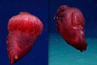 Vědci natočili v oceánu podivné monstrum: Přezdívají mu „bezhlavé kuře"!