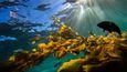 Těžba kovů z mořského dna může podle ekologů poškodit ekosystém v oceánu, který není zdaleka ještě probádaný.