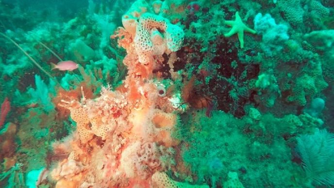Australané objevili nový korálový útes, prý srovnatelný s Velkým bariérovým