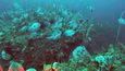 Australané objevili nový korálový útes, prý srovnatelný s Velkým bariérovým