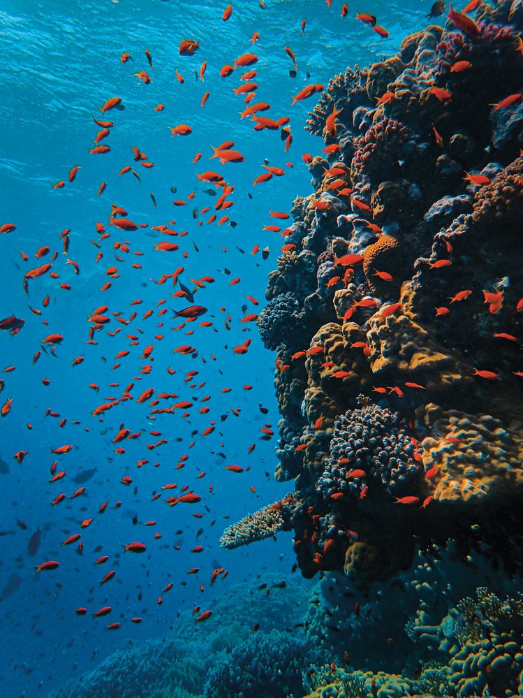 Oceanus pomůže chránit život pod hladinou