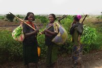 Moringa: v Etiopii roste za každým domem, Brňáci ji dováží jako superpotravinu