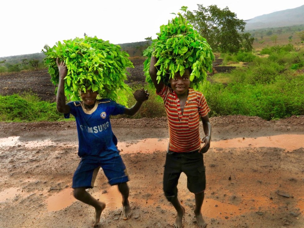 Moringa roste v Etiopii snad všude.