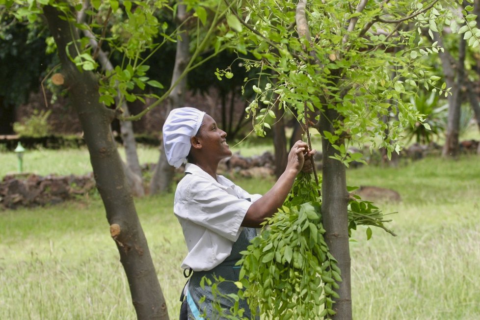 Moringa není na pěstování náročná.