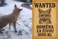 Zatykač na lišku a tisícovka odměna! V Mořkově decimuje drůbež