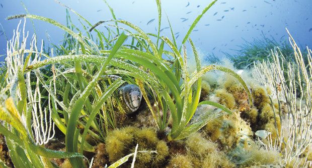 Tajemství mořských trav: Vědci odhalili, proč mají okřídlená semínka