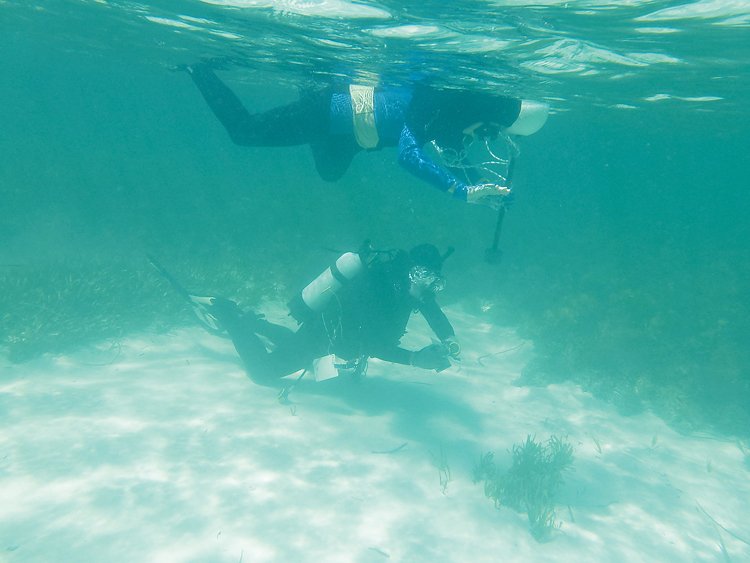 Vědci během výzkumu mořských trav u západní Austrálie v klidnějších vodách