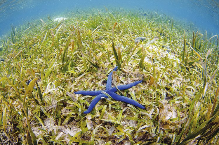Na dně se mezi stébly mořských trav se prodírají hvězdice
