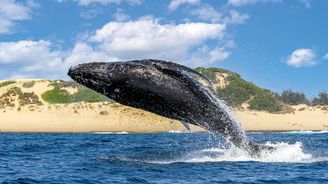 Mosambik: Pobřeží, kde keporkaci zpívají na dobrou noc Mosambik: Pobřeží, kde keporkaci zpívají na dobrou noc