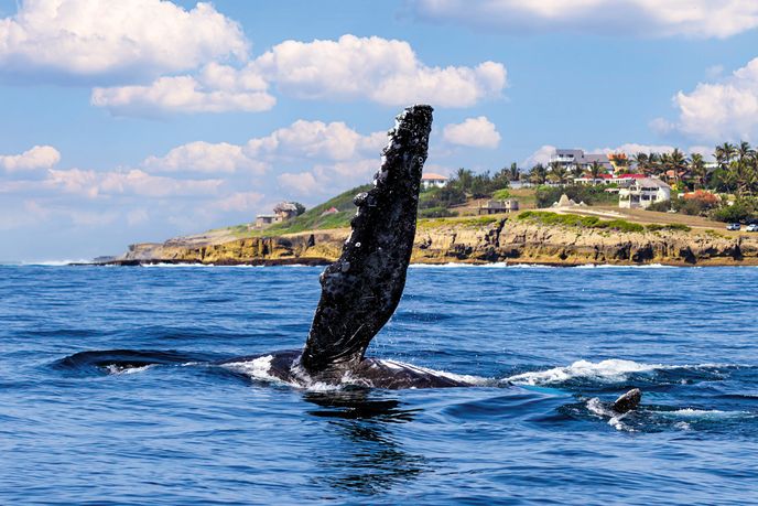 Ploutev keporkaka při tzv. flipper slapping – behaviorálním projevu, při kterém kytovec opakovaně plácá prsní ploutví o hladinu. Tento typ chování je považován za formu komunikace nebo teritoriálního projevu. Ploutev keporkaka při tzv. flipper slapping – behaviorálním projevu, při kterém kytovec opakovaně plácá prsní ploutví o hladinu. Tento typ chování je považován za formu komunikace nebo teritoriálního projevu.