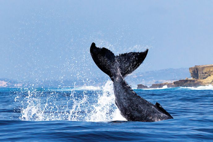 Zadní ocasní ploutev keporkaka těsně před ponořením. Tento typ chování je součástí akrobatického repertoáru druhu a pravděpodobně slouží ke komunikaci, odstrašení predátorů nebo jako součást sociálního projevu mezi jedinci. Zadní ocasní ploutev keporkaka těsně před ponořením. Tento typ chování je součástí akrobatického repertoáru druhu a pravděpodobně slouží ke komunikaci, odstrašení predátorů nebo jako součást sociálního projevu mezi jedinci.
