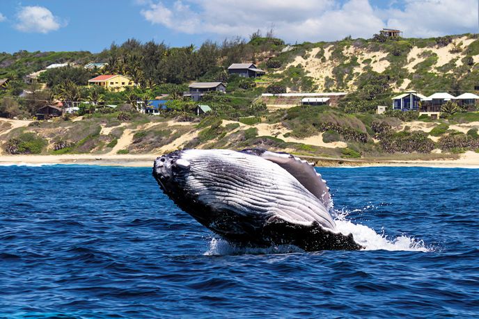 Detailní pohled na ventrální rýhování keporkaka, umožňující výraznou expanzi hrdla při filtraci potravy. Tato anatomická adaptace je klíčová pro způsob krmení známý jako lunge feeding. Detailní pohled na ventrální rýhování keporkaka, umožňující výraznou expanzi hrdla při filtraci potravy. Tato anatomická adaptace je klíčová pro způsob krmení známý jako lunge feeding.