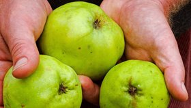 Už sedmou šarži jablek odrůdy Golden Delicious původem z Polska obsahující nadlimitní množství pesticidu odhalili inspektoři Státní zemědělské a potravinářské inspekce (ilustrační foto).