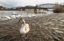 Nový železniční most za 2 miliardy: Památku chtějí zbourat!