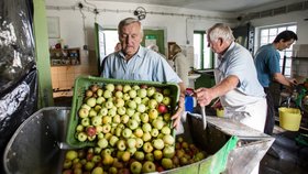 Jižní Morava hlásí: Úroda jablek je dobrá, moštárny se začínají plnit