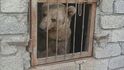 Medvěd za mřížemi zoo v Mosulu