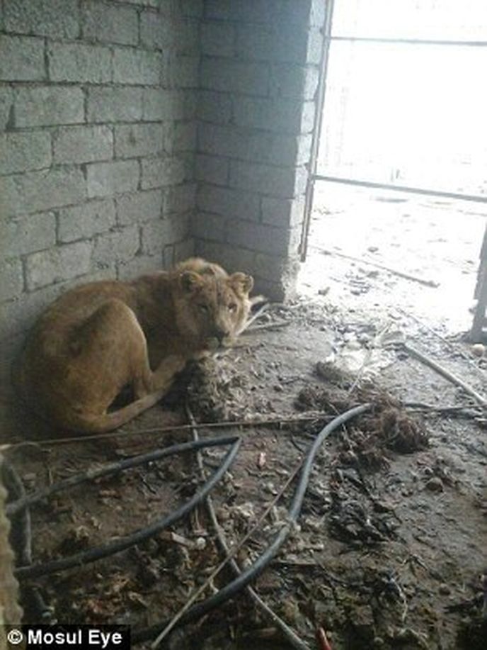 Vyhladovělá a zbědovaná lvice v troskách zoo v Mosulu