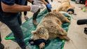 Záchrana posledních přeživších zvířat ze zoo v iráckém Mosulu.