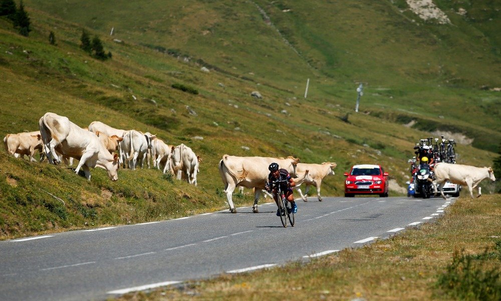 Na Tour de France se letos cyklisté museli vyhýbat dobytku.