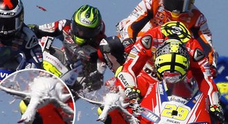 Jak při sportu faulují zvířata? Polibek smrti na MotoGP!