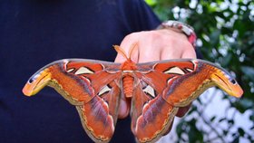 Největší motýl světa se vylíhl v Hukvaldech: Žije jen pět dní a ani jednou se nenají