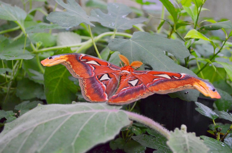 Největší motýl světa od chovatele Stanislava Reka.