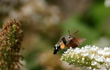 Motýl, nebo pták? Český fotograf zachytil raritu přírodní říše