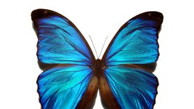 Modrý Morpho