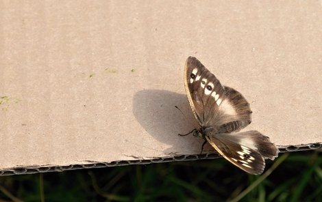 Mladí motýlci mají za úkol rozšířit svůj druh po okolí.