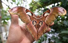 Atlasové velcí ohromují barevnými křídly: Motýl jako ruka!
