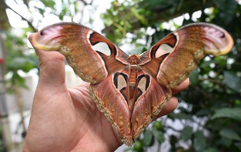 Když největší motýl světa atlas velký roztáhne křídla, zakryje lidskou ruku.