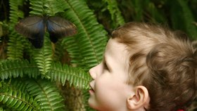 Čtyřletý Simon byl uchvácen také samičkou Caliga, která se kvůli nápadným skvrnám na spodní straně křídel nazývá také sovím motýlem.